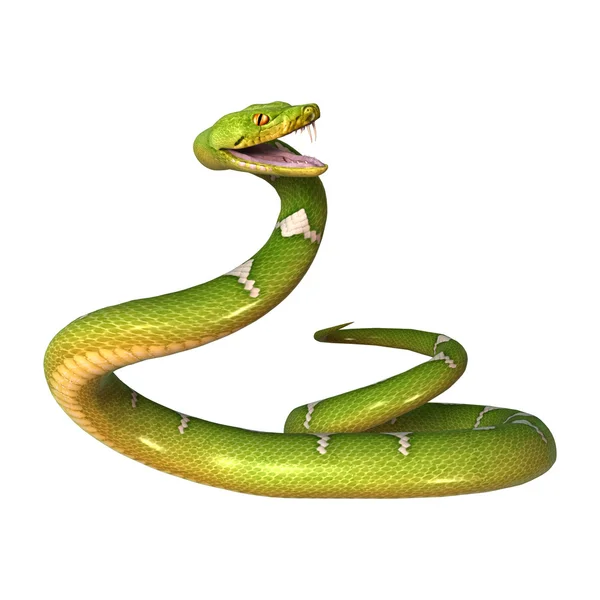 Python árbol verde en blanco — Foto de Stock