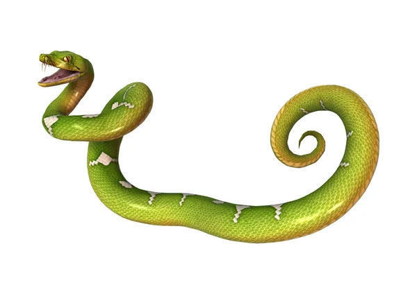 Python Árvore Verde em Branco — Fotografia de Stock