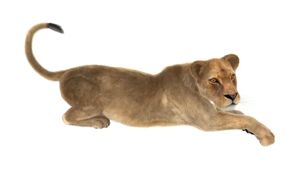 Kvinnliga lionen på vit — Stockfoto