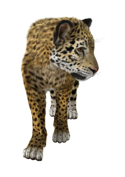 Büyük kedi Jaguar — Stok fotoğraf