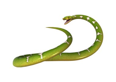 Yeşil ağaç Python beyaz