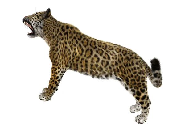 Grande gato jaguar — Fotografia de Stock