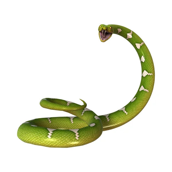 Python πράσινο δέντρο σε λευκό — Φωτογραφία Αρχείου