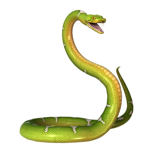 Python árbol verde en blanco —  Fotos de Stock