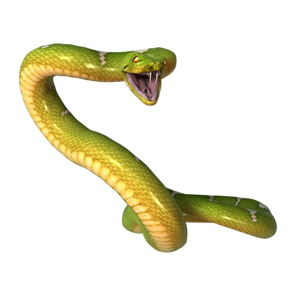 Zöld fa Python-fehér — Stock Fotó