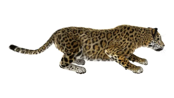 Grand chat jaguar — Photo
