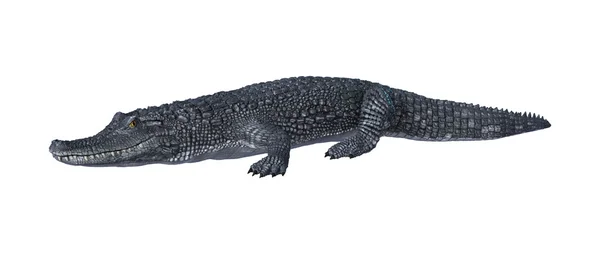 Alligator-Kaiman auf weiß — Stockfoto