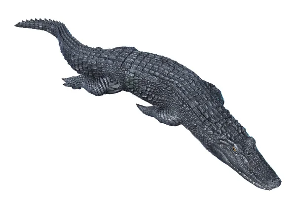 Alligator Caiman on White — Stock Photo, Image
