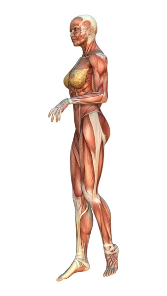 Mięśni mapy kobieta rysunek — Zdjęcie stockowe