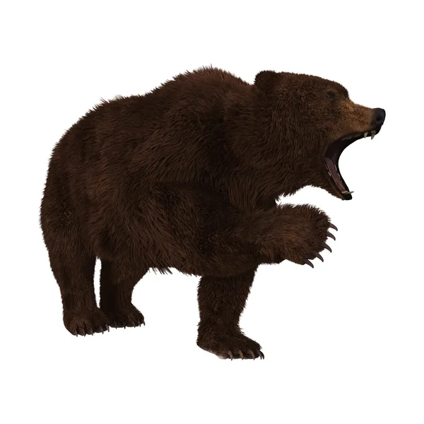Medvěd grizzly na bílém pozadí — Stock fotografie