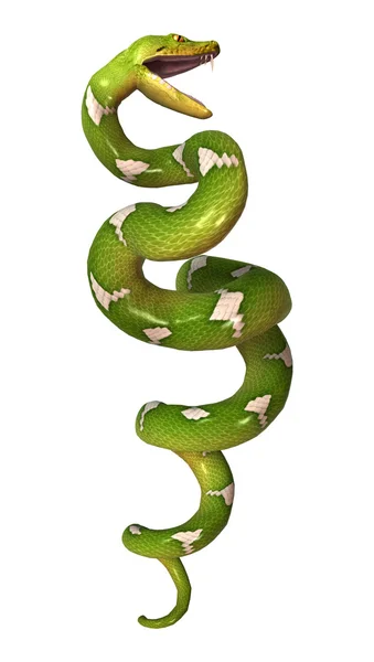 Python árbol verde en blanco —  Fotos de Stock