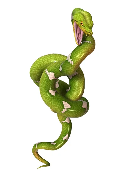 Groene boom Python op wit — Stockfoto
