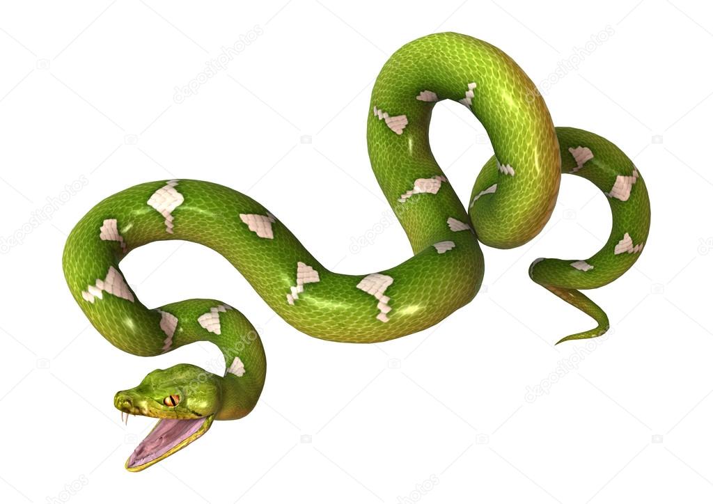 Green Tree Python on White — Stock Photo © PhotosVac #97102514