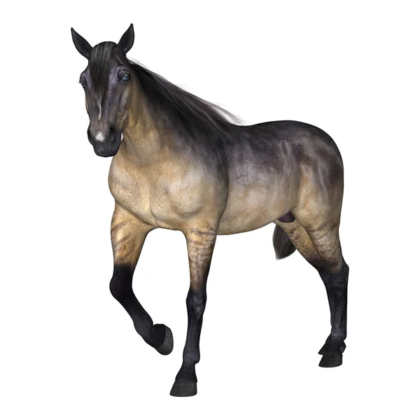 Grulla Horse on White — Stock Photo, Image