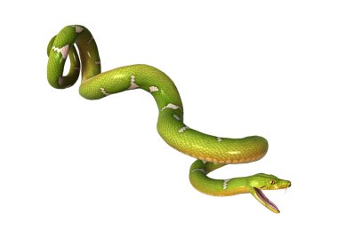 Yeşil ağaç Python beyaz