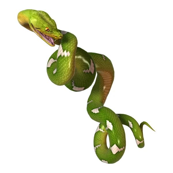 Python árbol verde en blanco — Foto de Stock