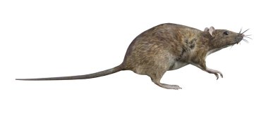 Beyaz kahverengi fare