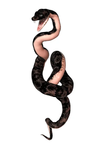 Cottonmouth φίδι σε λευκό — Φωτογραφία Αρχείου