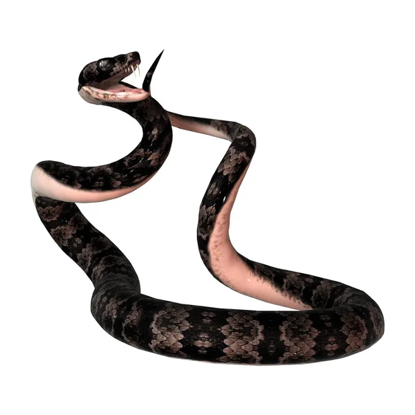 Serpent à bouche de coton sur blanc — Photo