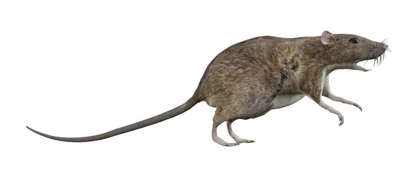 Braune Ratte auf Weiß — Stockfoto