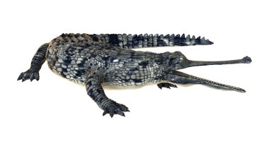 Gharial veya Gavialis Gangeticus