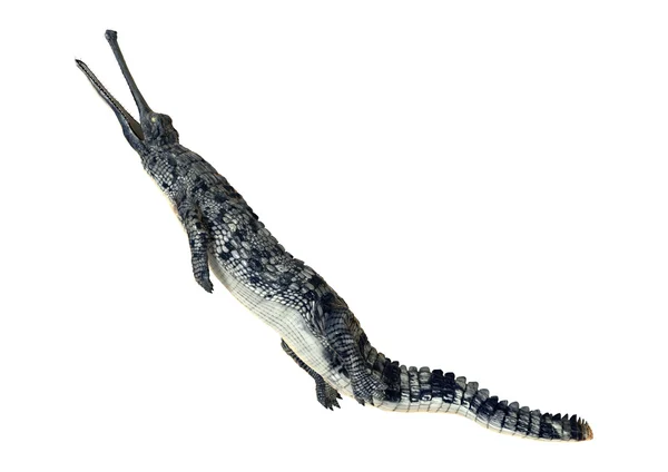 Gharial o Gavialis Gangeticus —  Fotos de Stock