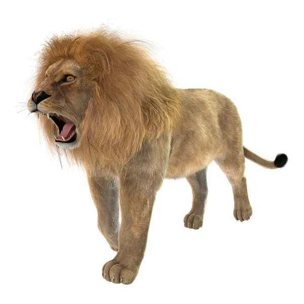 Hím oroszlán, fehér — Stock Fotó