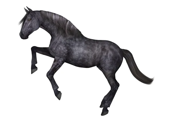 Fekete ló, a fehér — Stock Fotó