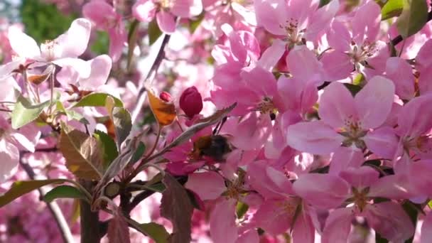 Slow Motion Footage Of Bumblebee On Beautiful Pink Flower — Stockvideo