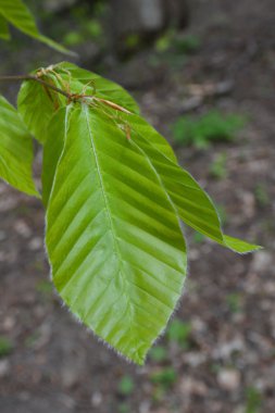 Yeşil yaprak, kapat