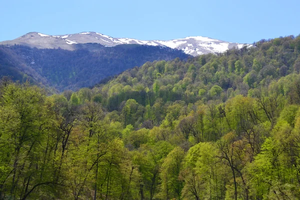 Berge und Wälder im Frühling — Stockfoto