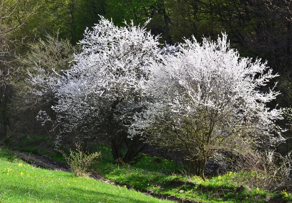 Весной цветут деревья — стоковое фото