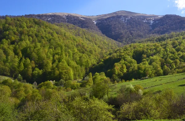 Montanhas e floresta na primavera — Fotografia de Stock