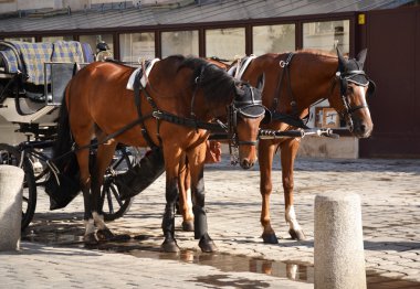 Viyana'da at temelli taşıma