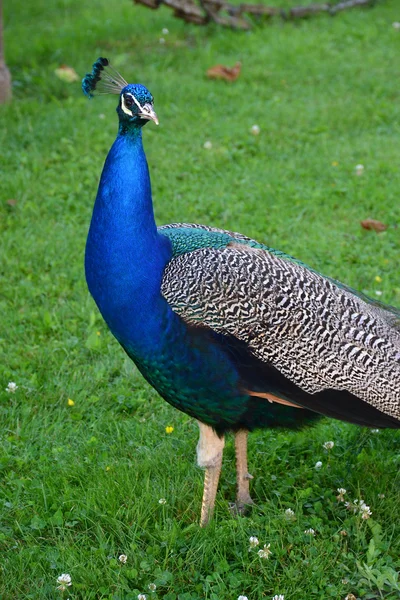 stock image Peacock