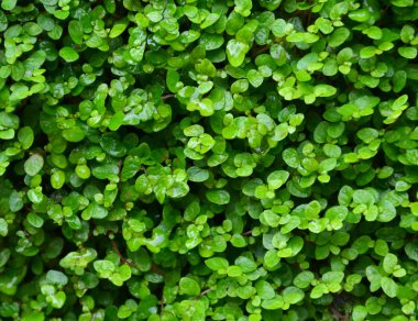 yeşil bitki arka plan