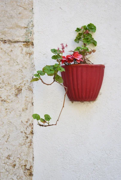 Квітковий горщик на білій стіні — стокове фото