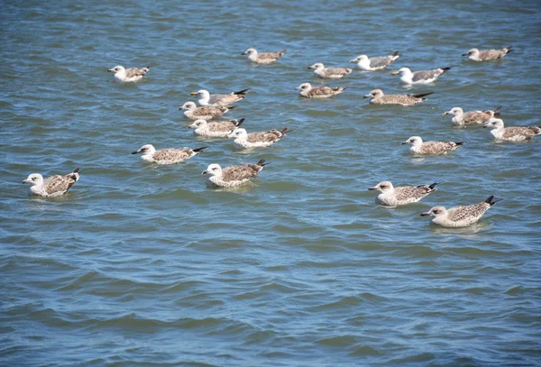 Möwen auf dem Meer — Stockfoto