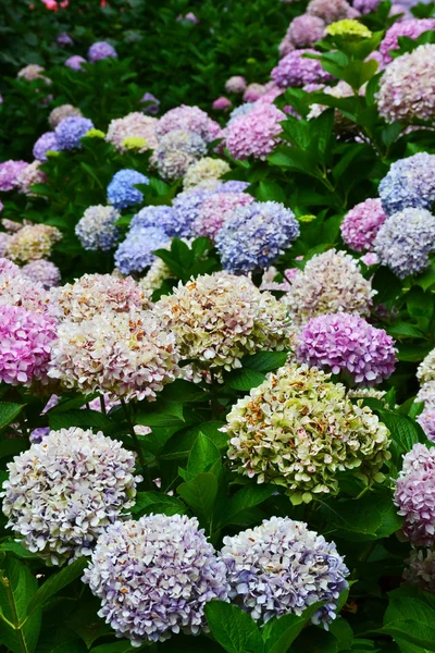 Hydrangea blomman — Stockfoto