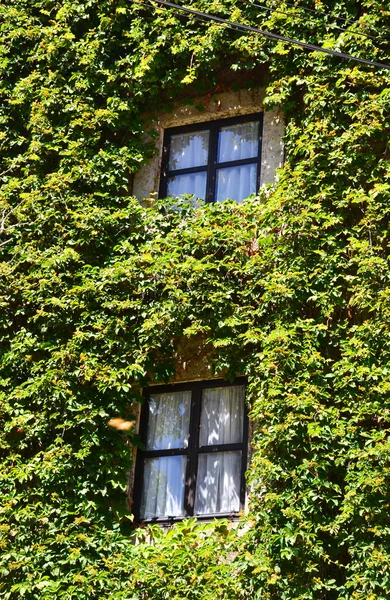 Maison avec fenêtres couvertes de lierre — Photo