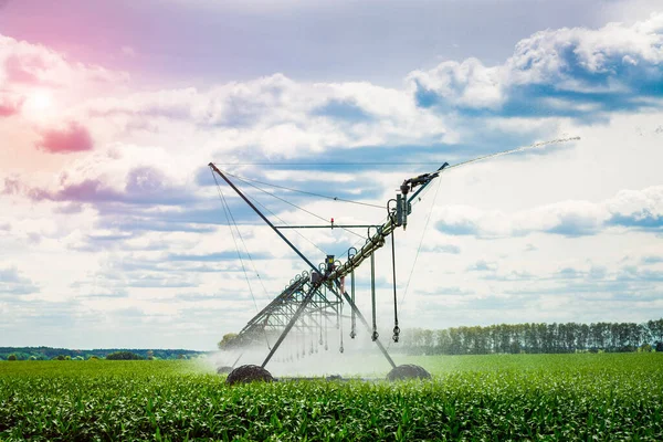 Watering system in the field. An irrigation pivot watering a field