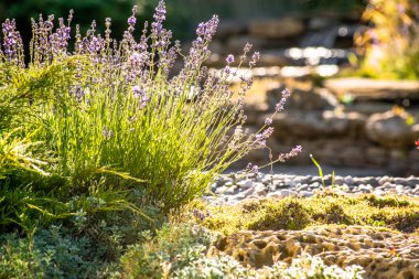 Modern peyzaj tasarımı
