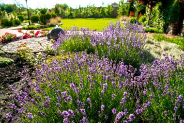 Modern peyzaj tasarımı