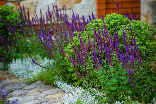 Modern peyzaj tasarımı — Stok fotoğraf