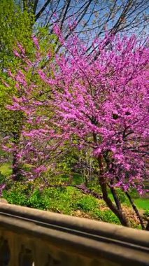 Central Park 'ta pembe çiçekler açar. Central Park, New York 'ta çiçek açan güzel pembe çiçek ağacı..