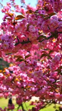 Central Park 'ta insanların yürüdüğü pembe ağaçlar Central Park, New York' ta çiçek açan pembe ağaçların altında yürüyorlar..