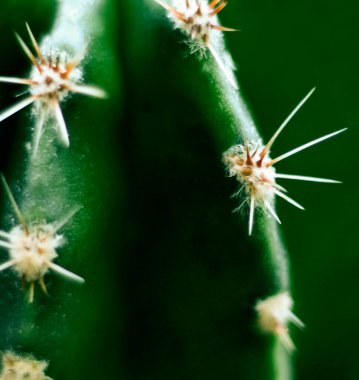 Kaktüs dikenleri yakın görüntü, kaktüs yakından görüntü, seçici odak, kaktüsün makro fotoğrafı.