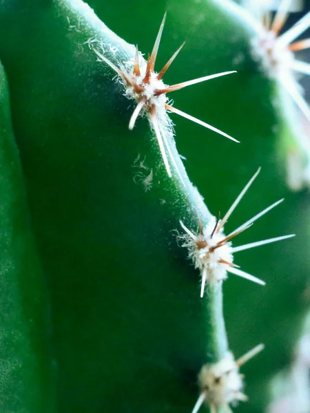 Cactus Thorns Close Image Cactus Close Image Enfoque Selectivo Macrofoto —  Fotos de Stock