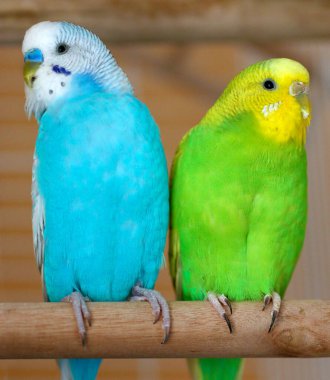 Budgerigarlar (Melopsittacus undulatus) görüntüyü kapatın. Kadın ve erkek muhabbet kuşları