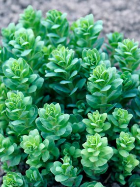 Sedum plant also known as stonecrop or crassula in a flowerbed clipart